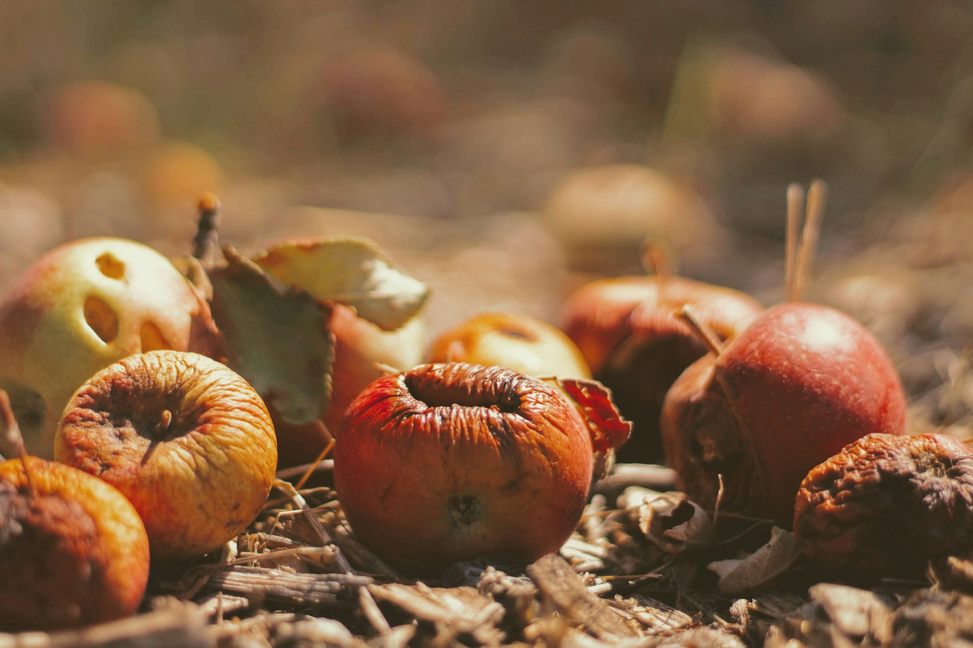 Is it safe to eat a bad apple?